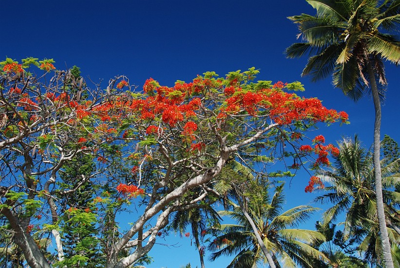 11.58- Flamboyant et cocotiers.JPG